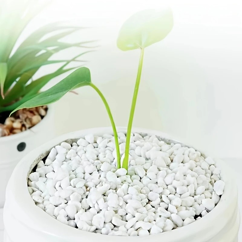 Pet Beds - 1L คุณภาพสูง perlite succulent Orchid Universal