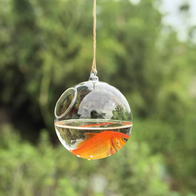 กระบอกแก้วใสขนาดเล็ก เส้นผ่านศ - Aquarium บทวิจารณ์และราคา
