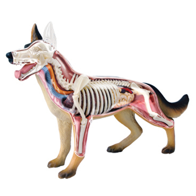 แบบจำลองกายวิภาคของสัตว์ 4D สุ - Dog Toys บทวิจารณ์และราคา