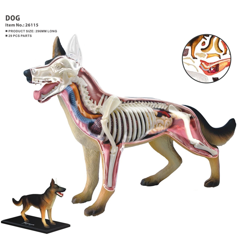 แบบจำลองกายวิภาคของสัตว์ 4D สุ - Dog Toys บทวิจารณ์และราคา